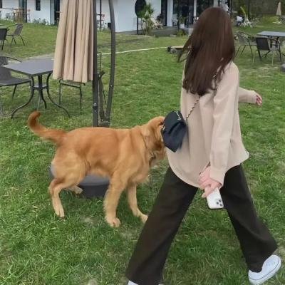 权少的贴身翻译官